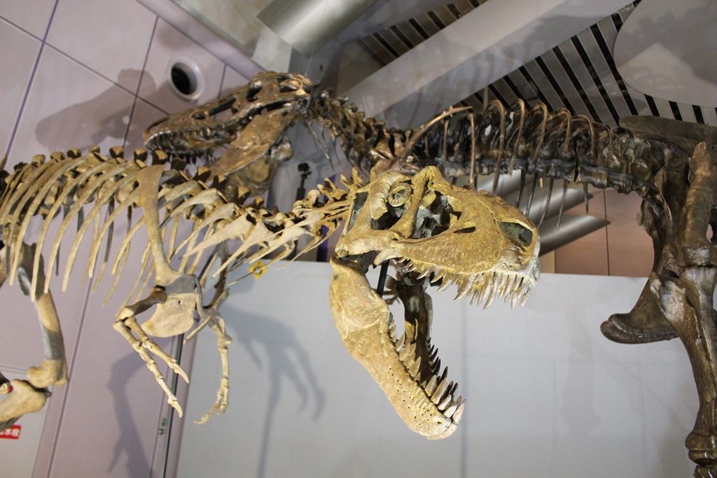 メガ恐竜展17は見応えたっぷり 関西初公開の巨大恐竜が大集結 ぎゅってweb