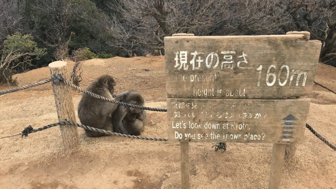 京都ディープスポット 嵐山に猿山があるらしいで と夫は言った ぎゅってweb