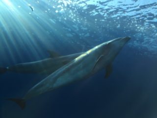 「八景島シーパラダイス」冬の子連れおでかけは、快適な水族館で決まり