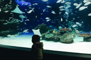 もうイライラ・ガッカリしない！首都圏の水族館は年パス利用が断然おトク！