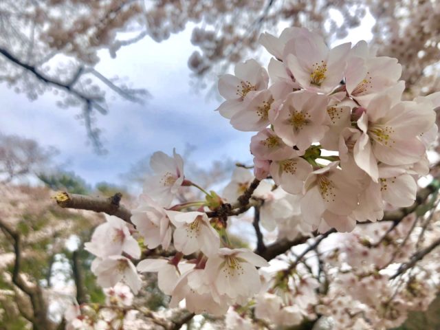 子連れお花見におすすめ 小金井公園で桜祭り ぎゅってweb