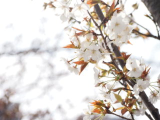 春には上手に写真が撮りたい！(後編) 3ステップで明るさをコントロール