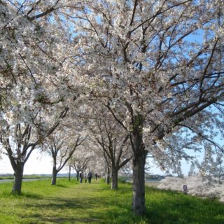 【田舎子育てLIFE】身近に川のある生活は、土手で四季を楽しむ！