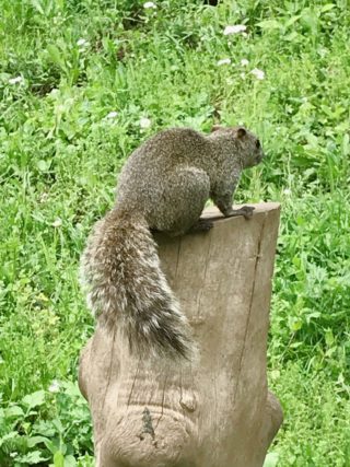 【体験レポ】リスの放し飼い？町田リス園。ふれあえるなんて！！