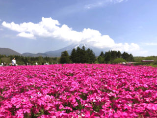 今だけの絶景！山梨「富士芝桜まつり」写真映えでスイーツも絶品♪