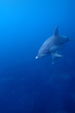 イルカと一緒に泳げる！伊豆諸島御蔵島に行ってきました～♪