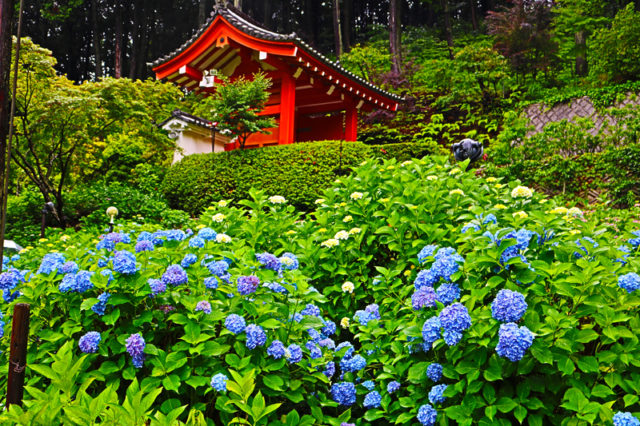京都 宇治 ハート形の紫陽花を探しに 三室戸寺は 花の寺 の名所 ぎゅってweb