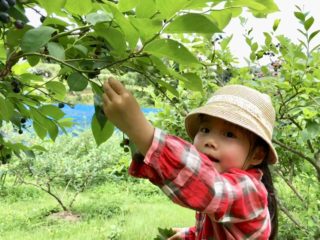 今が旬！ブルーベリー狩り食べ放題に持って行くべきマストアイテム