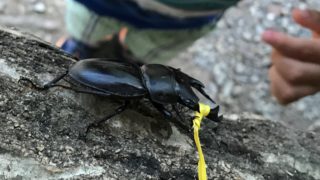 【兵庫県】オオクワガタ＆鮎とり体験！BBQも楽しめる「しい茸園有馬富士」