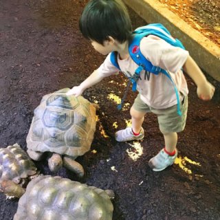 【伊豆】日本初！爬虫類・両生類と触れ合える動物園iZoo（イズー）