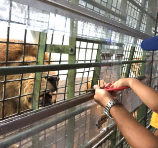 【大分別府】動物園に泊まれる!?アフリカンサファリのキャンプが最高！