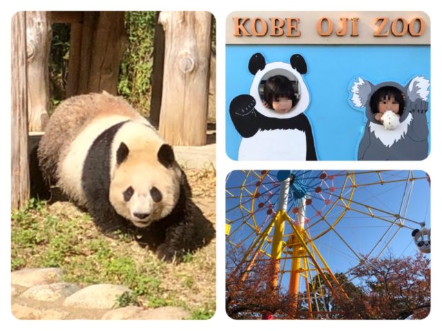 日本でココだけ パンダにもコアラにも会える 神戸市立王子動物園 ぎゅってweb