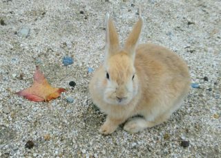 もふもふに癒やされ、ときに自然界の厳しさも！うさぎの島に行ってみた