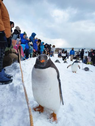 ペンギンのお散歩は旭山動物園まで行かなくても、おたる水族館で見られる！