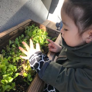 家庭菜園で好き嫌いを克服できる？子どもと一緒に野菜作り！