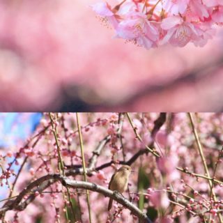 一足早いお花見！淀水路の河津桜と城南宮のしだれ梅と椿まつりへ