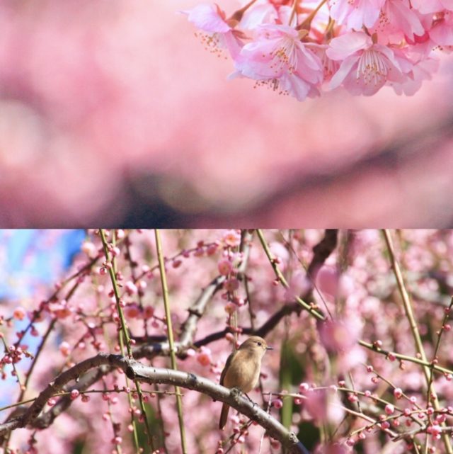 一足早いお花見 淀水路の河津桜と城南宮のしだれ梅と椿まつりへ ぎゅってweb