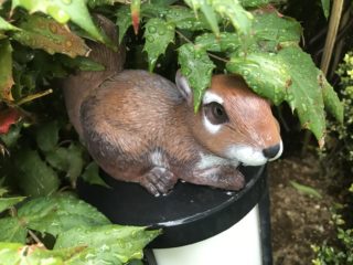 雨の中のお散歩が楽しい季節。草花を見ながら宿題を取りに小学校へ