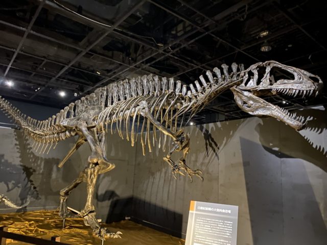 恐竜好き必見！2021恐竜展が東京ドームシティギャラリーアーモで開催 | ぎゅってWeb