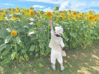 入場無料！夏のひまわり畑はここで決まり♪長井海の手公園ソレイユの丘
