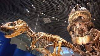 迫力満点の骨格がたくさん！恐竜展＠上野に行ってきました♪