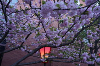大阪の春の風物詩！造幣局「桜の通り抜け」に行ってきました