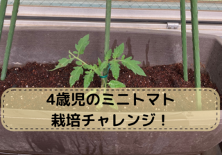 4歳児のミニトマト栽培チャレンジ！水やり担当に任命