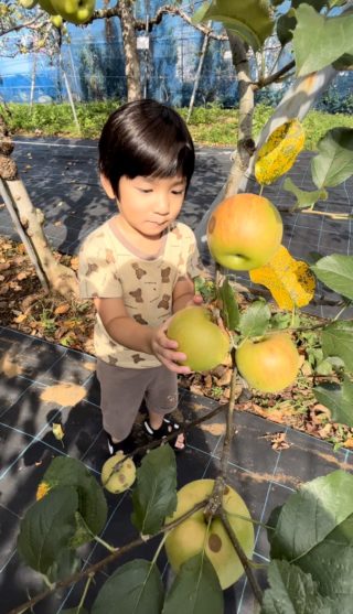 秋の味覚狩り、りんご収穫体験！幼児の食育・おでかけにおすすめ